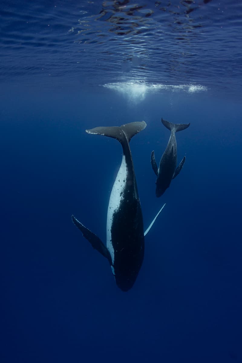 _G7A8523 whale photographer french polynesia